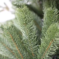 Ель GrandSiti Виола 2.1 м 101-424