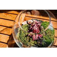 Флорариум Home Garden Маленький Шар
