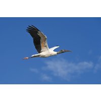 Беззеркальный фотоаппарат Nikon Z6 III Kit 24-120mm f/4 S