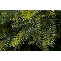Ель GreenTerra Кашемир F 2.5 м в Бресте