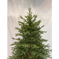 Ель GreenTerra Вилтони 2.1 м