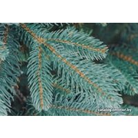 Ель Бифорес Дриада Микс (1.95 м, голубой)