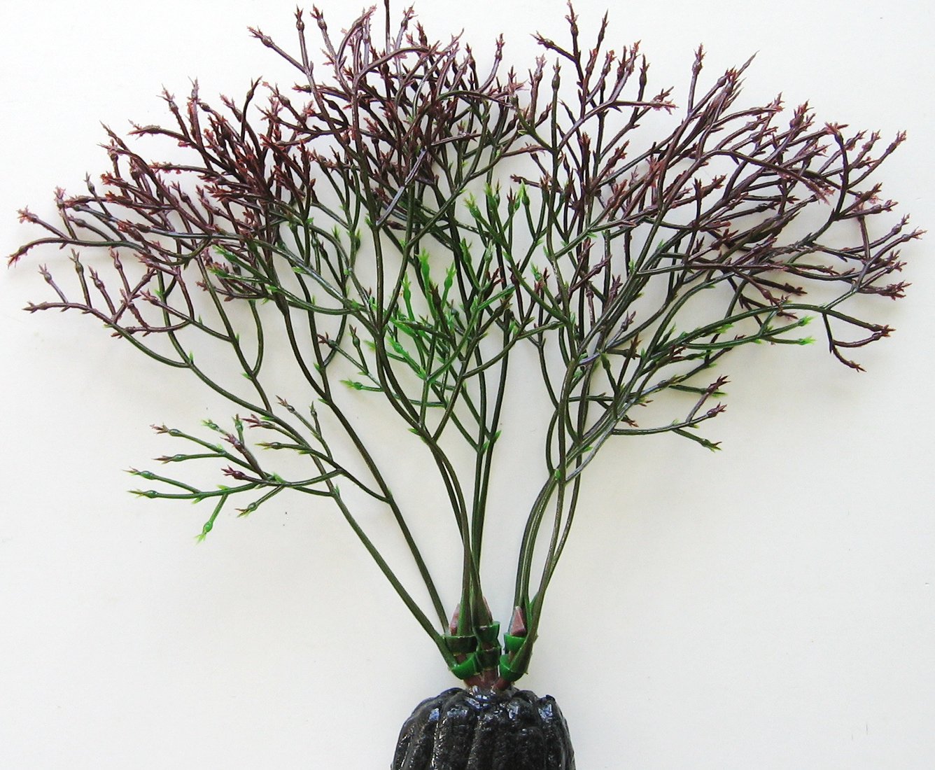 

Искусственное растение Barbus Горгонария Plant 030/10 (черный)