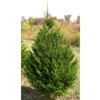 Ель Sundays Abies срезанная 1.7-2.0 м