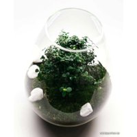 Флорариум Home Garden Капля с Миртом