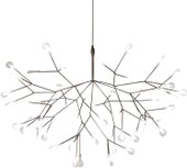 Heracleum L32520