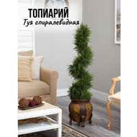 Искусственное растение Merry Bear Home Decor Туя спиралевидная KA0035