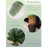 Искусственное растение Merry Bear Home Decor Пальма Саговая Цикас AR22083