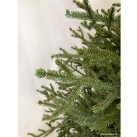 Ель GreenTerra Вилтони 2.1 м