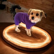 Одежда, обувь, украшения для животных