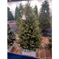 Ель GreenTerra Этуаль 2.4 м