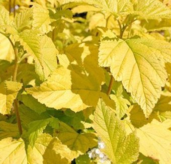Красный клен Пузыреплодник калинолистный Dart's Gold (40-60см)