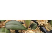 Мох Besgrow Spagmoss