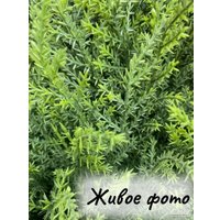 Искусственное растение Merry Bear Home Decor Туя спиралевидная KA0035