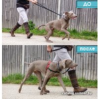 Шлея Halti Front Control 32206/COA (M, красный/черный)