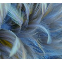 Фотообои Vimala Перья 12 270x300