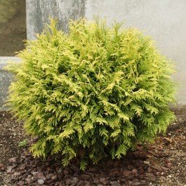 Zabieniec Туя западная Golden Globe с2 30-40