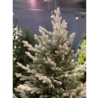 Ель Albero Di Natale Tiana на пне 3 м