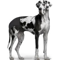 Трусы гигиенические  Duvo Plus Dog Pants XL