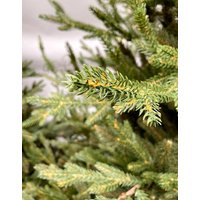 Ель GreenTerra Норвегия (2.5м)