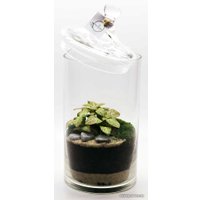 Флорариум Home Garden М Фиттония