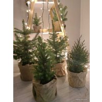 Ель СЦ Огородик Энгельманна 40-60 см