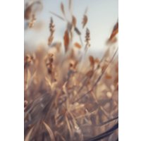 Обложка для паспорта Эксмо. Маньхуа. Лис 9785041997885