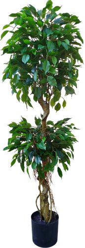 Forgarden Ficus Double Topiary BN11272