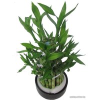 Комнатное растение Batouwe Boomkwekerij Драцена Сандера [98836]