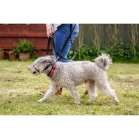 Недоуздок Halti Optifit Headcollar L (черный)