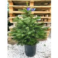 Ель HD Nordic Trees Nordmann Датская Премиум (0.8-1 м, в горшке)