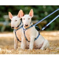 Поводок Halti Double Ended L (голубой)