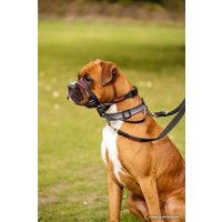 Недоуздок Halti Optifit Headcollar M (черный)