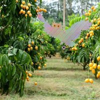 Отпугиватель птиц Sipl OD19A