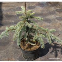  Интивиторг Ель колючая Glauca Pendula (Picea pungens) С3 привитая