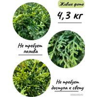 Искусственное растение Merry Bear Home Decor Туя шаровидная KDA0255