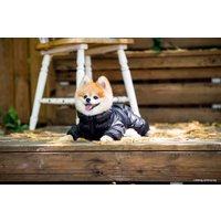Комбинезон для животных Puppia Jumpesuit B PAPD-JM1673-BK-XL (черный)
