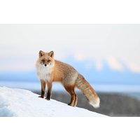 Беззеркальный фотоаппарат Nikon Z6 III Kit 24-120mm f/4 S