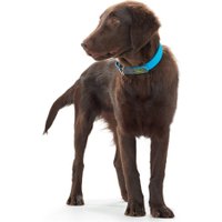 Ошейник Hunter Collar Convenience 63147 (50/M, бирюзовый) в Могилеве