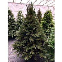 Елка GreenTerra Босния (1.8м)
