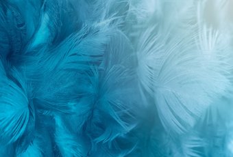 Vimala Перья 20 270x400