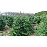 Пихта Nordictrees Пихта Нордмана Premium Extra 3 - 3.5 м