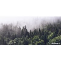 Фотообои ФабрикаФресок Туманный лес 196280 (600x280)