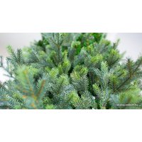 Ель Green Trees Сказочная Premium 8м