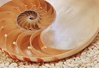 Фотообои Komar Nautilus 1-601 (184x127)