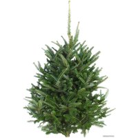 Пихта Bor Нордмана Премиум Датская ель 1.75-2 м