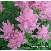 Семена цветов Красный клен Астильба арендса Gloria Purpurea