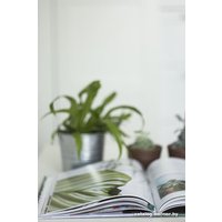 Книга издательства МИФ. Urban Jungle. Как создать уютный интерьер с помощью растений
