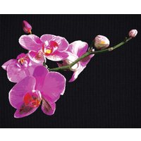 Картина по номерам Три совы Цветы орхидеи КХп_48159