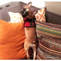 Шлейка-жилетка Puppia Soft Vest PAHA-AH305-RD-3L (красный)